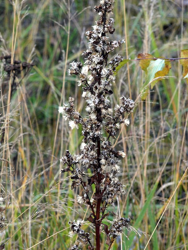 Image of Solidago virgaurea specimen.