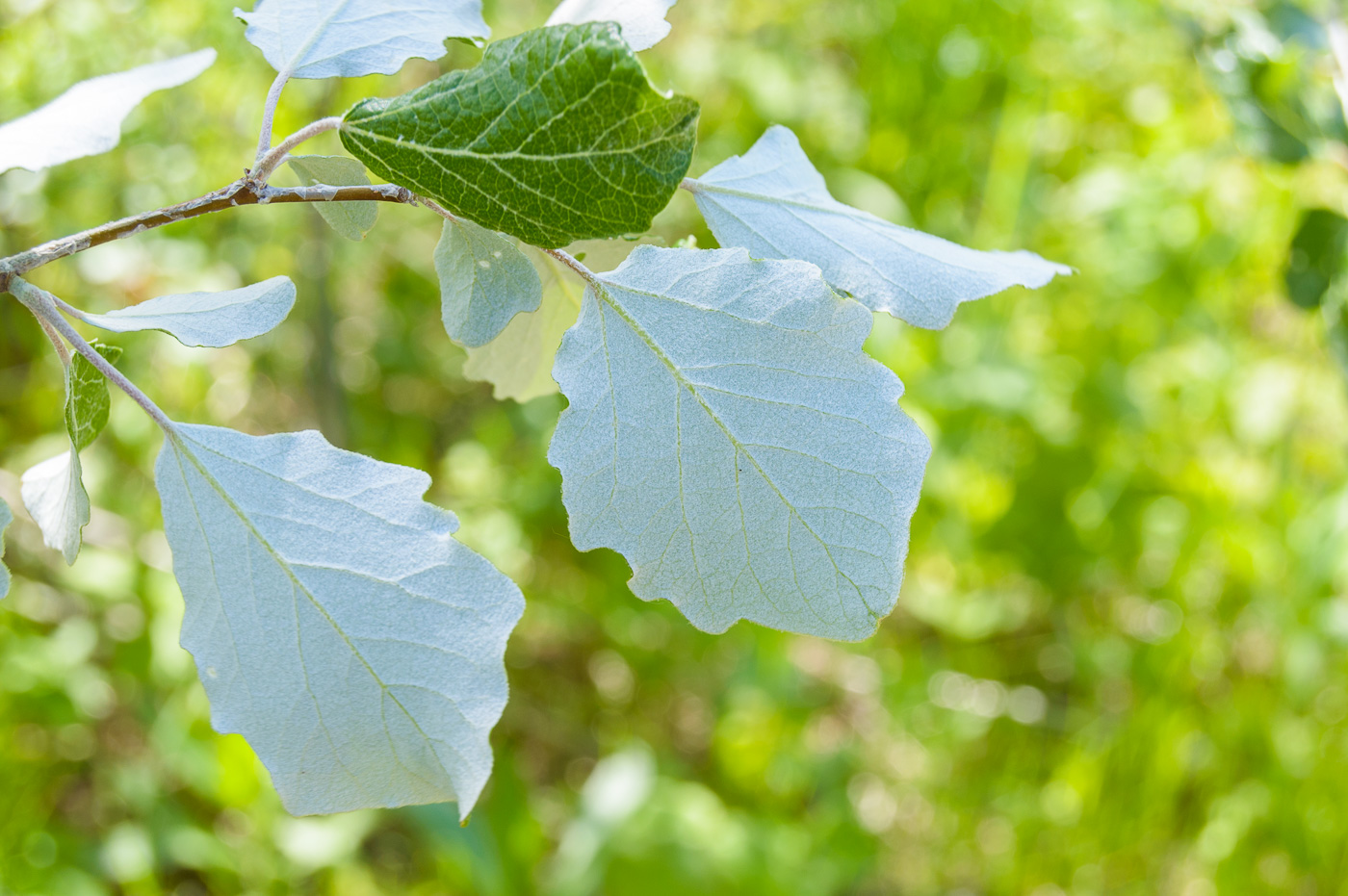 Image of Populus alba specimen.