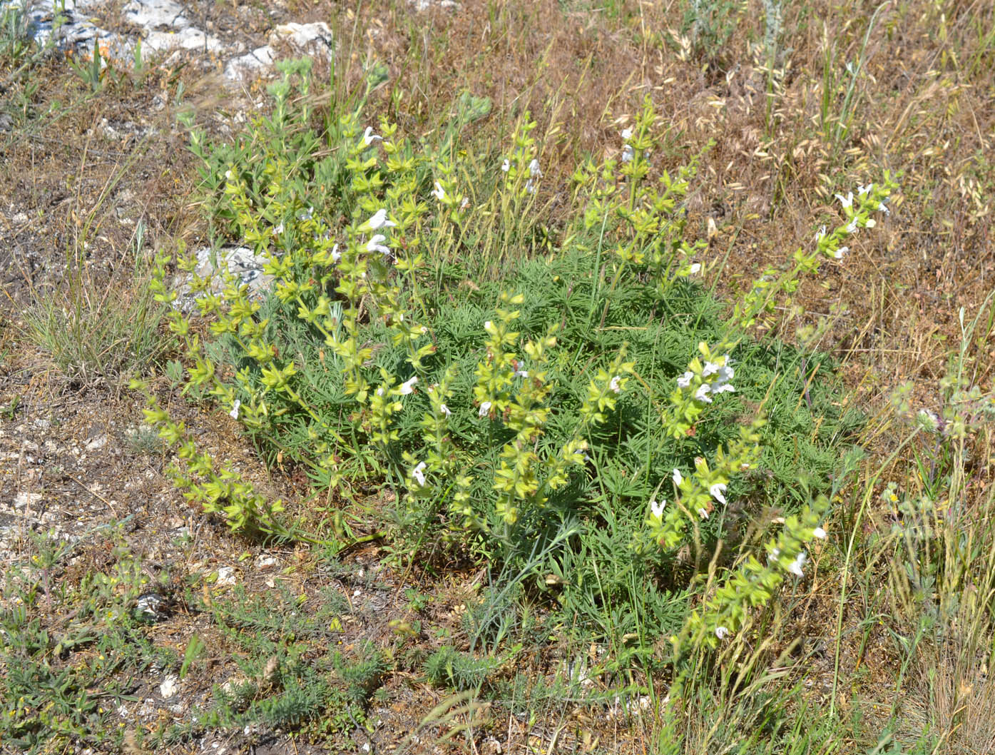 Image of Salvia scabiosifolia specimen.