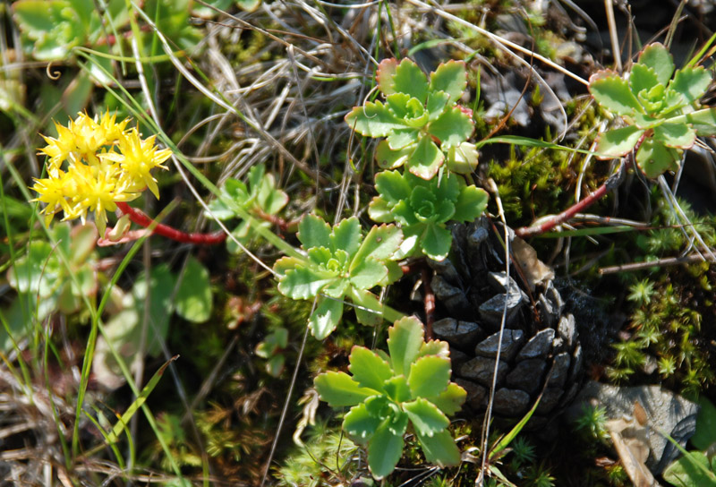 Image of Aizopsis hybrida specimen.