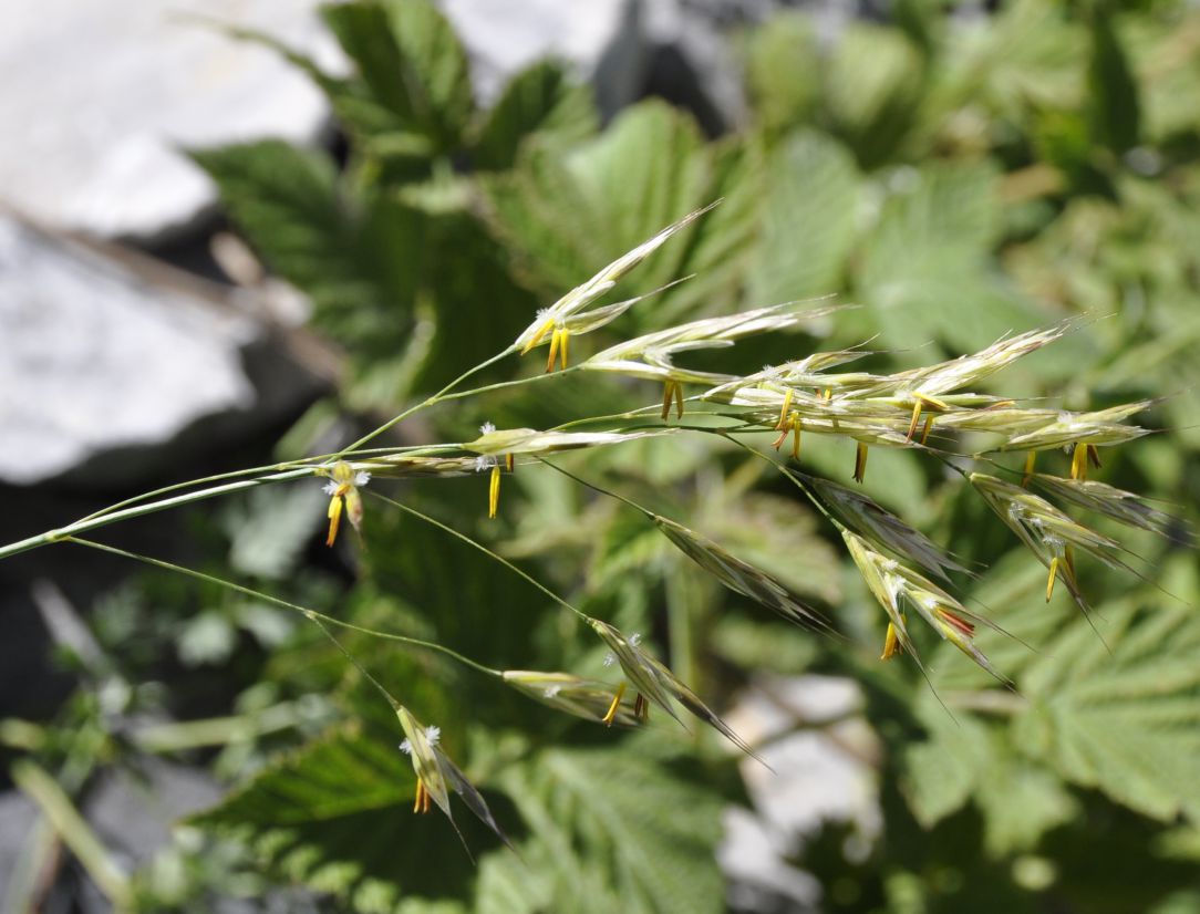 Изображение особи Bromopsis cappadocica.