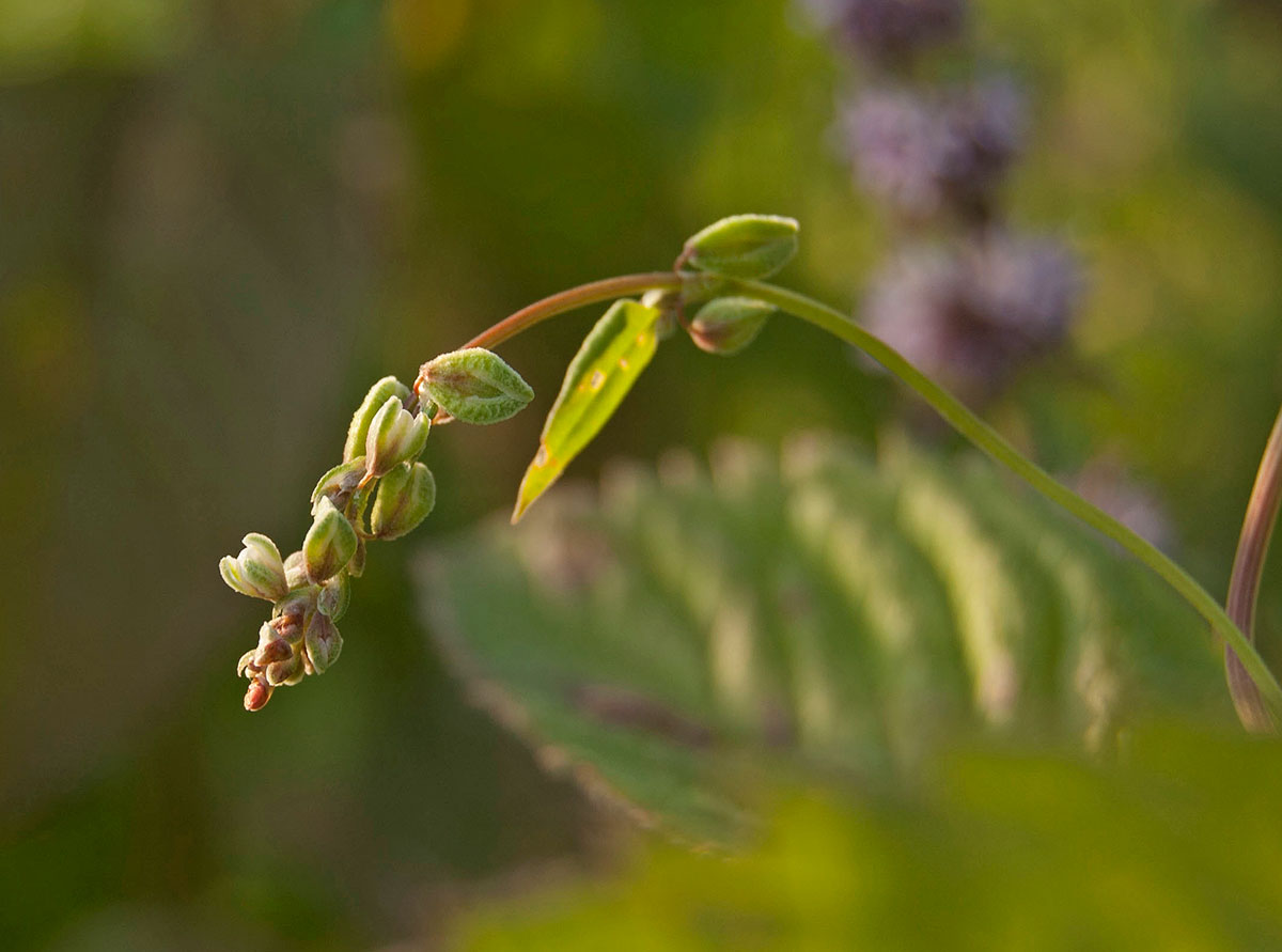 Image of Fallopia convolvulus specimen.