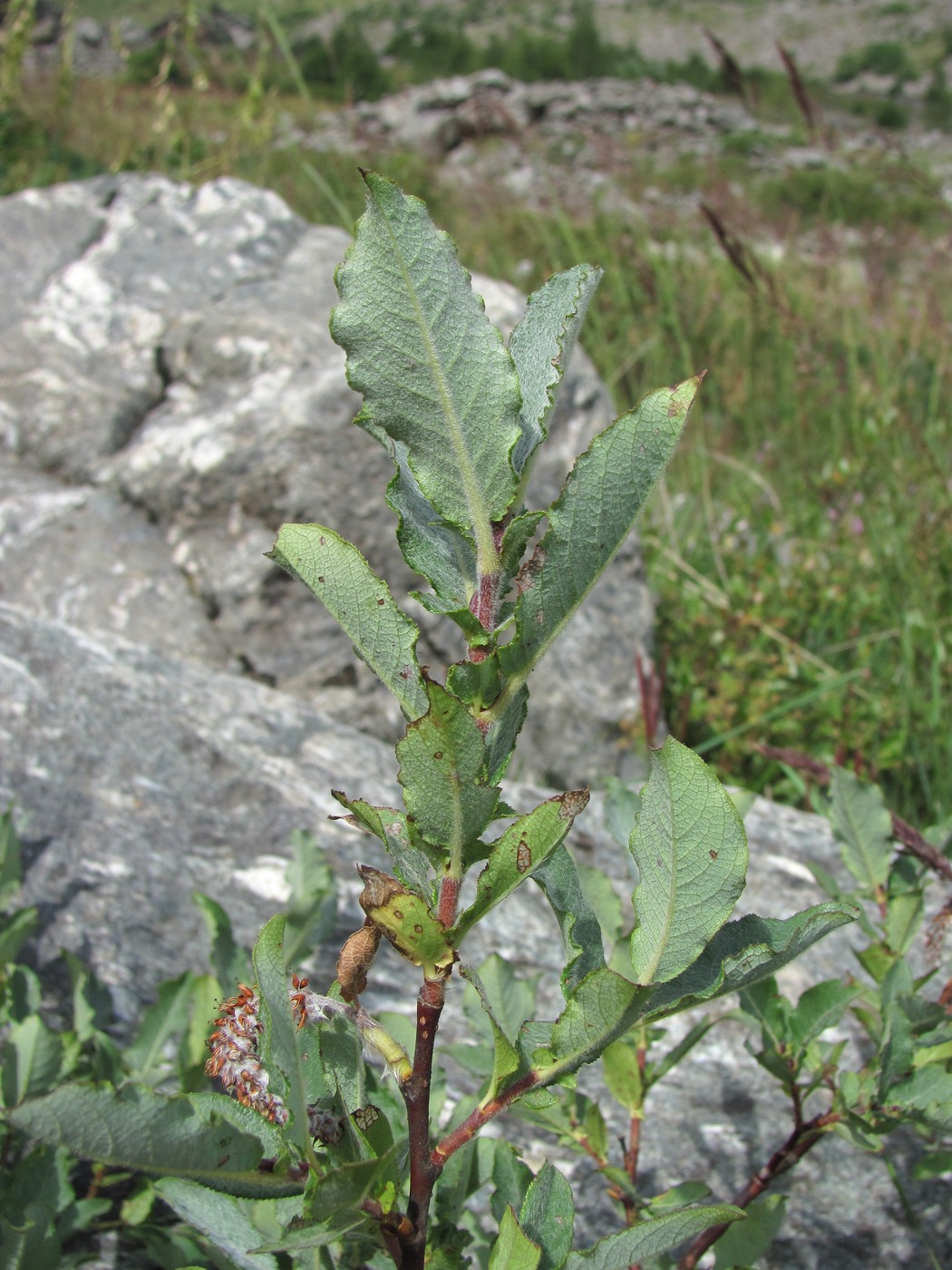 Image of genus Salix specimen.