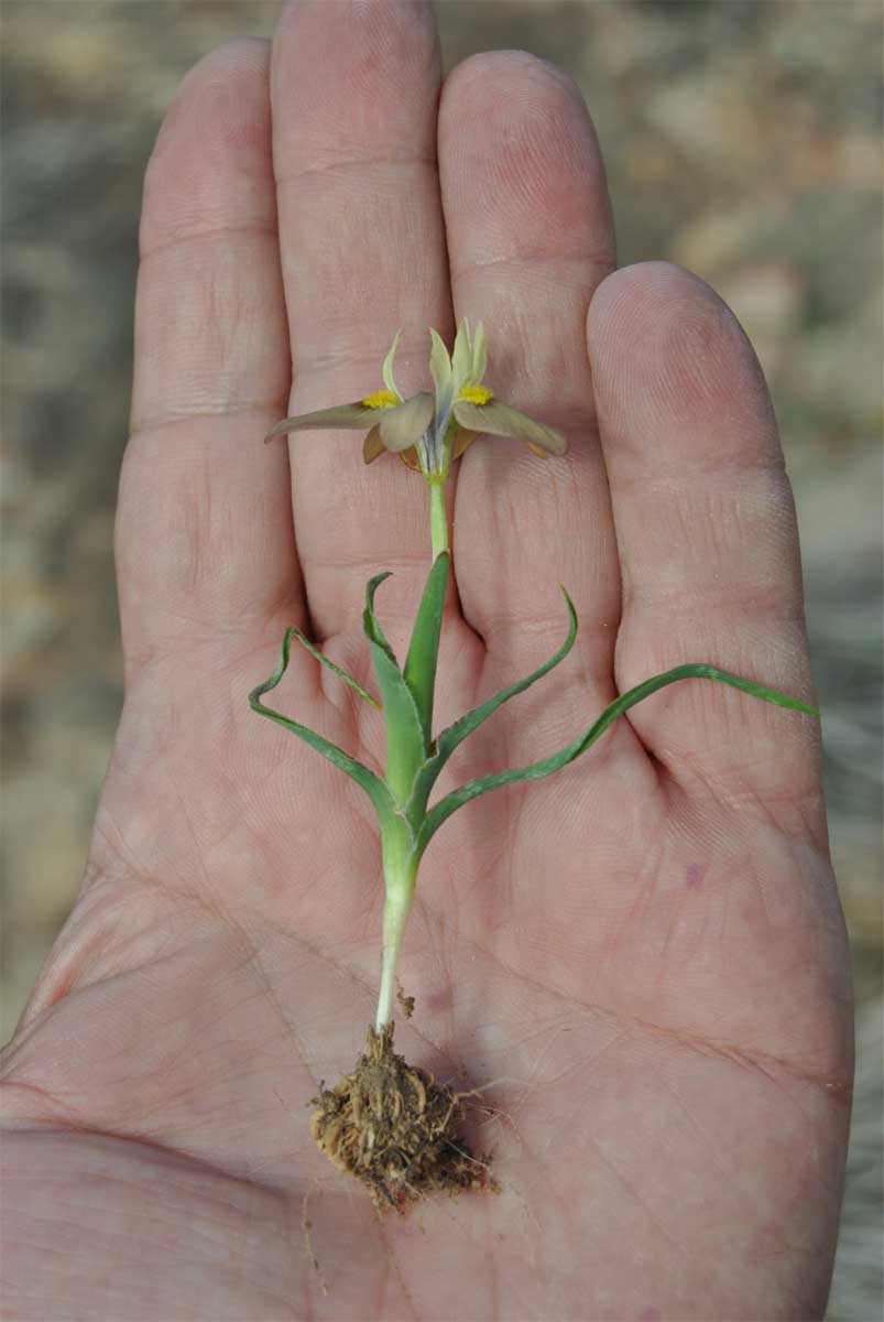 Image of Moraea papilionacea specimen.