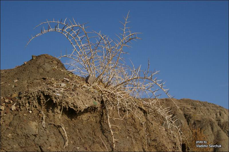 Image of Nitraria schoberi specimen.