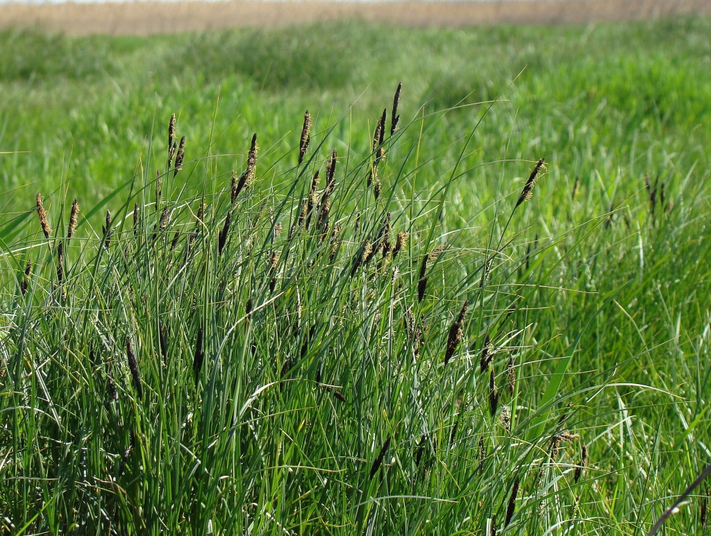 Image of Carex melanostachya specimen.