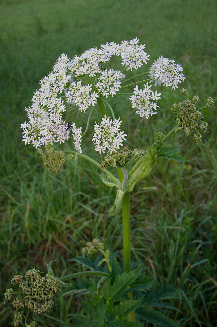 Изображение особи Heracleum dissectum.