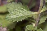 Teucrium chamaedrys