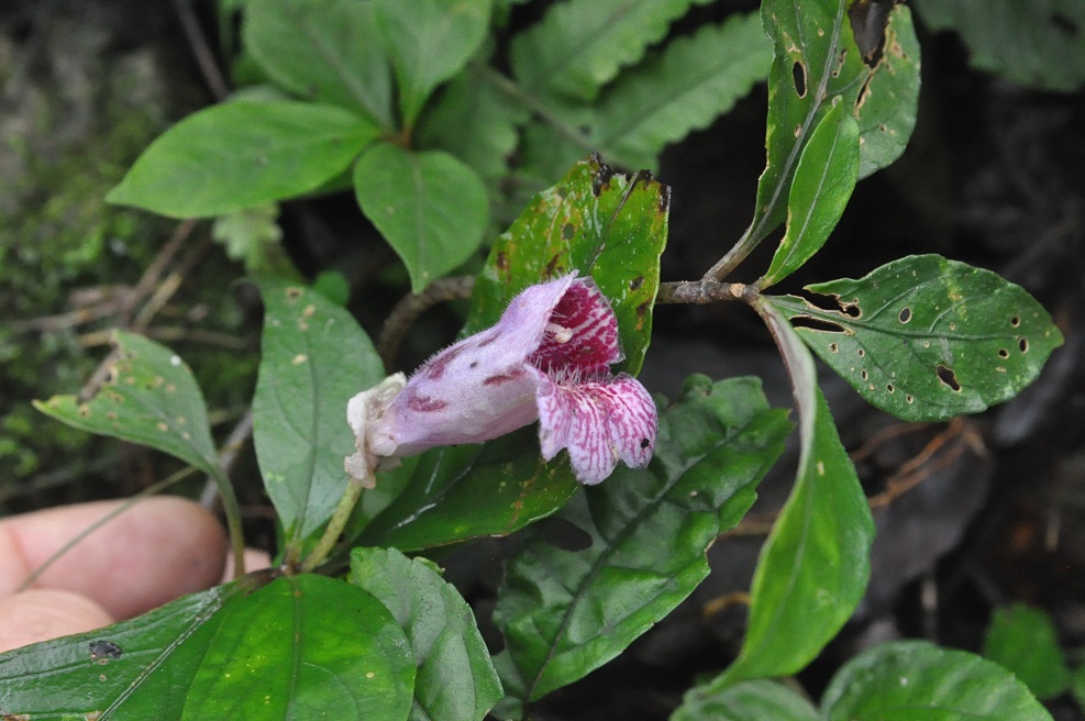 Image of familia Gesneriaceae specimen.