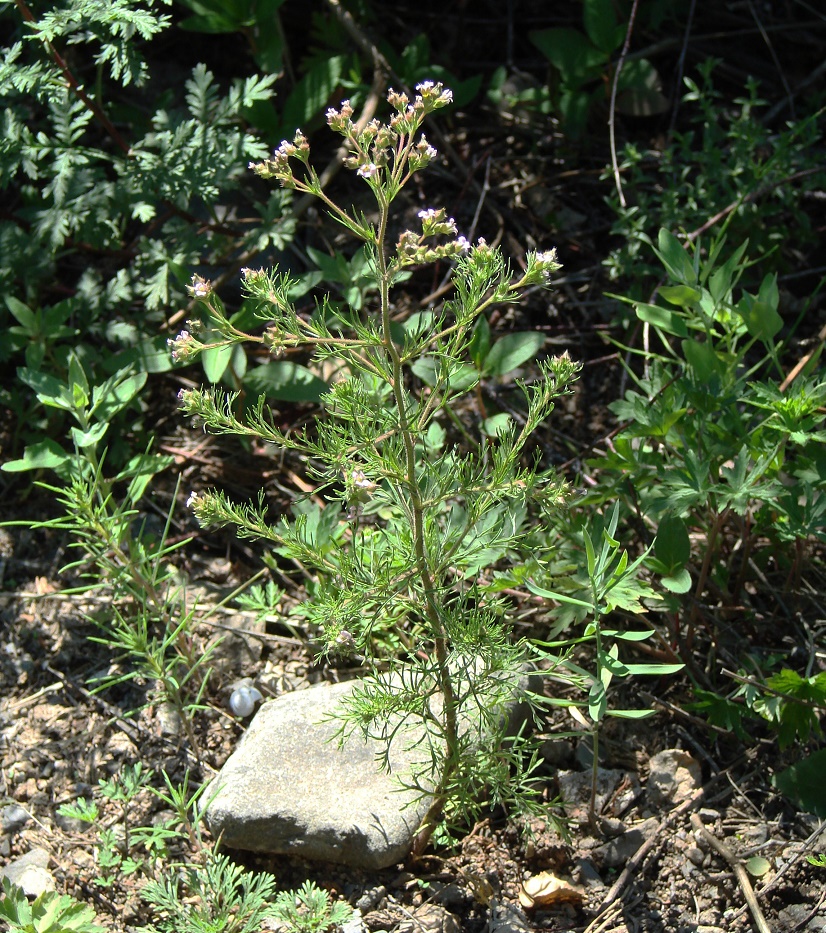 Image of Chamaerhodos erecta specimen.