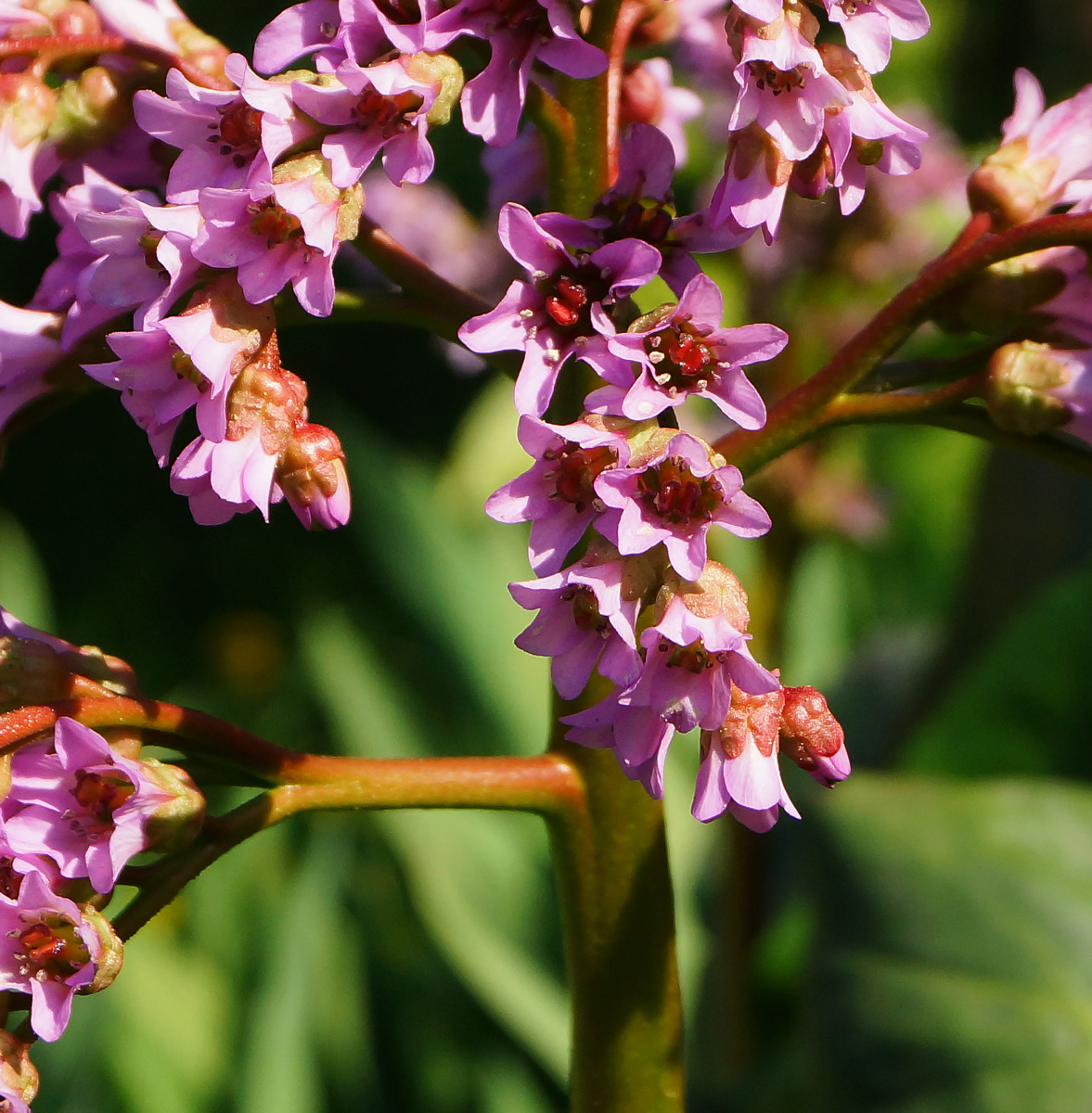 Image of Bergenia crassifolia specimen.