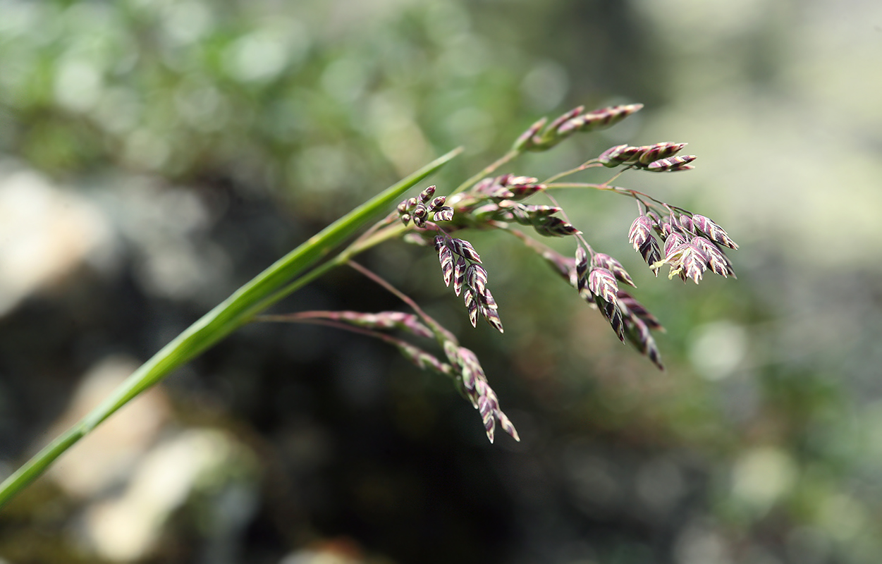 Image of Poa alpina specimen.