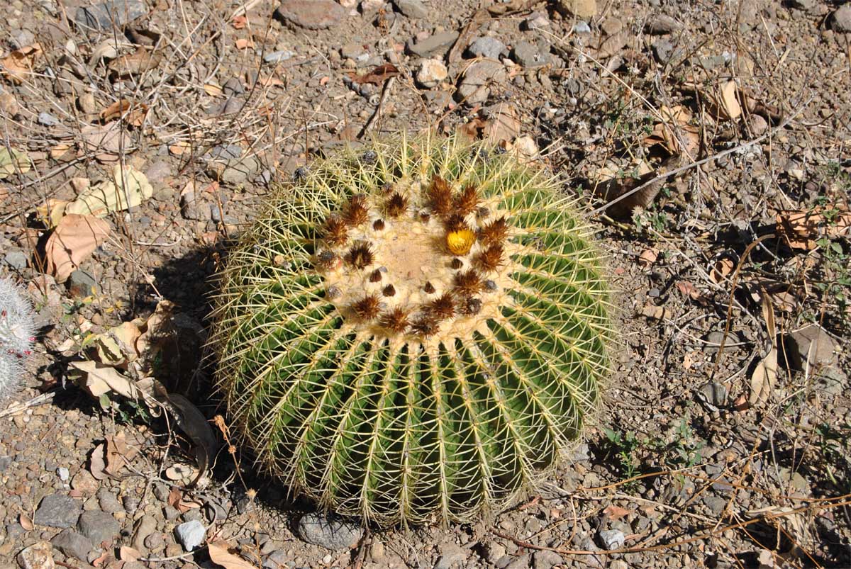 Image of Echinocactus grusonii specimen.