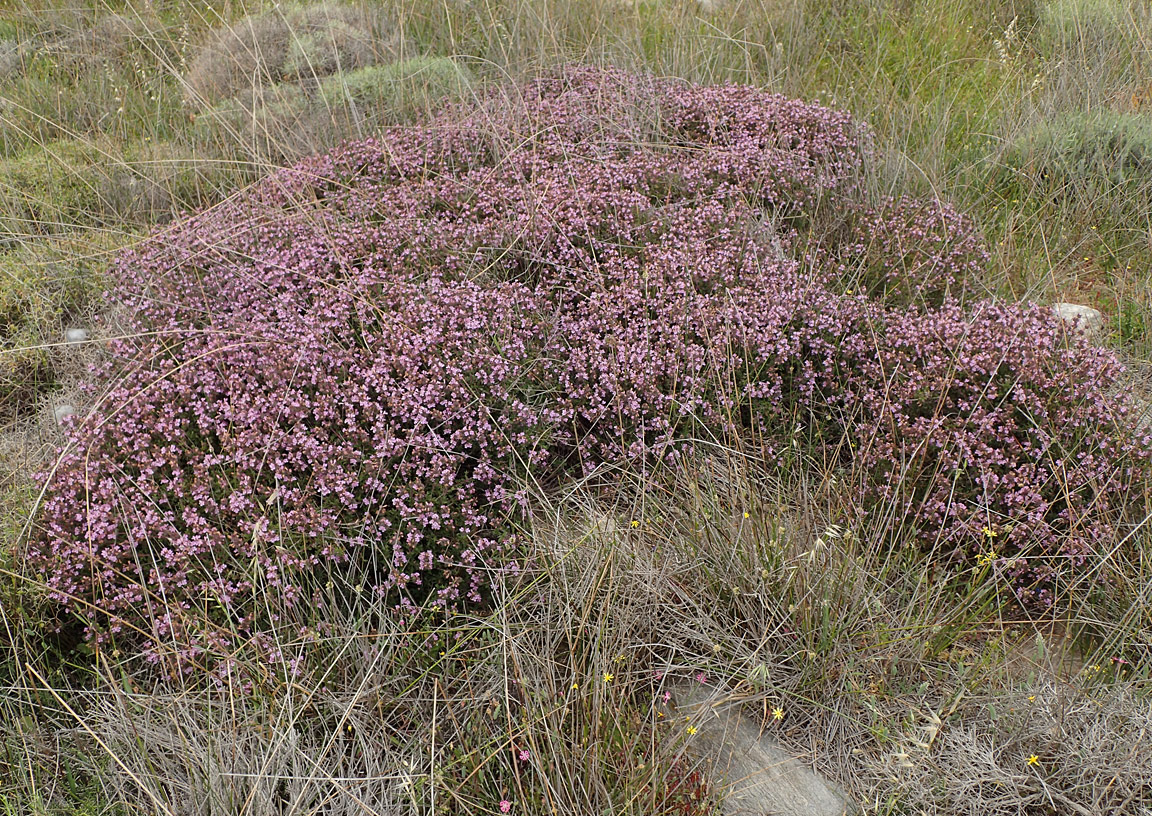 Image of Thymus comptus specimen.