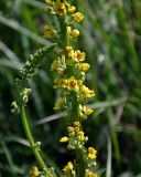 Verbascum nigrum. Часть соцветия. Московская обл., Орехово-Зуевский р-н, окр. дер. Красная Дубрава, долина р. Клязьма, залежь. 26.08.2018.