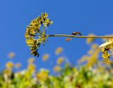 Bupleurum fruticosum. Верхушка побега с соцветием. Крым, пос. Партенит, по дороге в имение Раевских «Карасан». 20.09.2018.