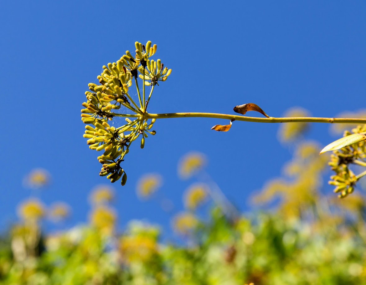 Изображение особи Bupleurum fruticosum.