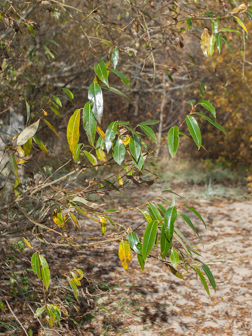 Image of Salix pentandra specimen.