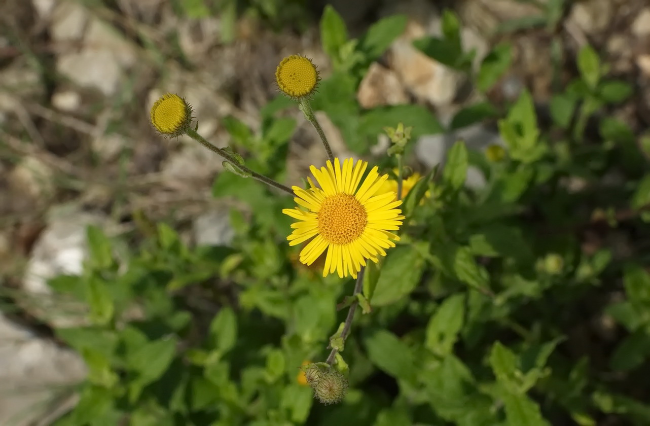 Image of Pulicaria dysenterica specimen.