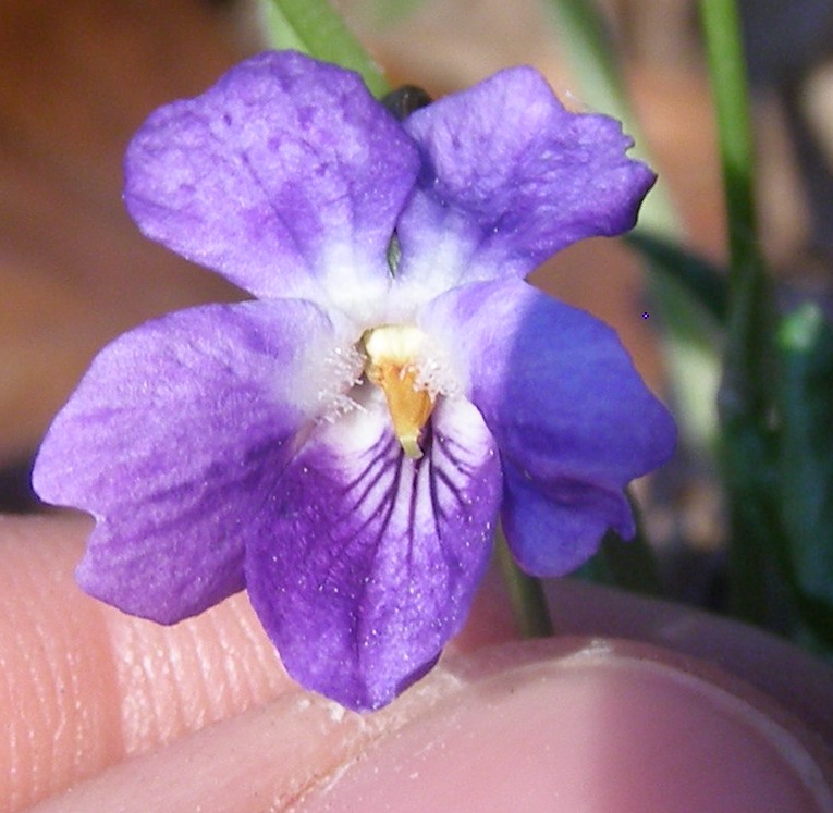 Image of Viola dehnhardtii specimen.