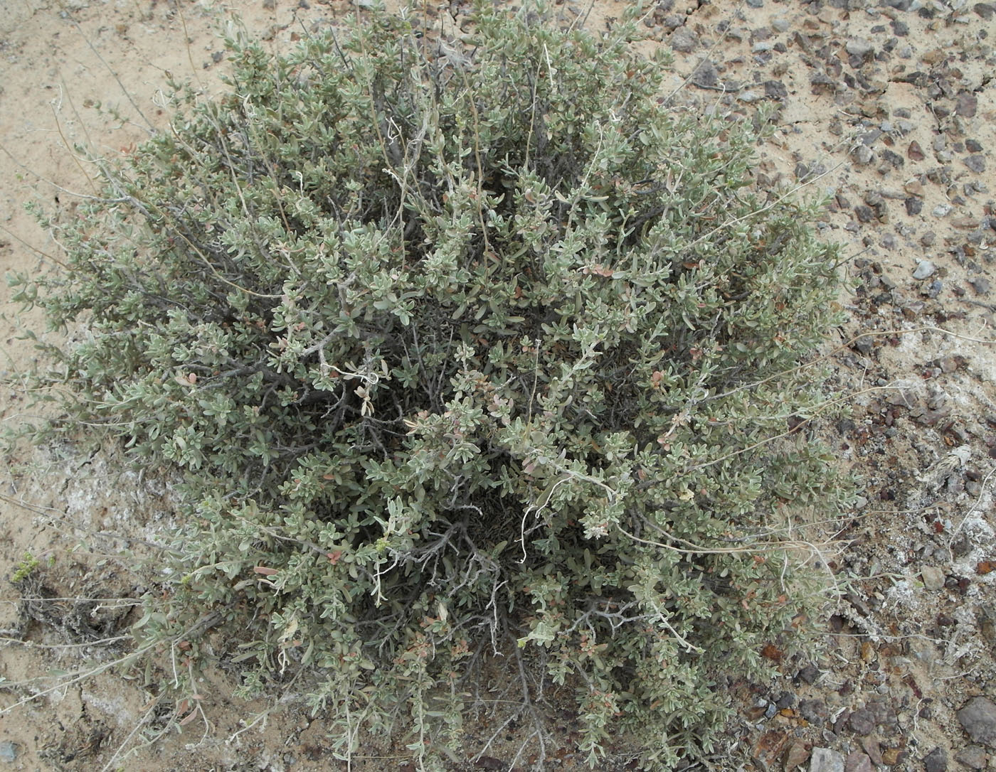 Image of Atriplex cana specimen.