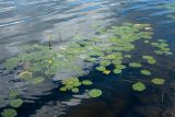 Nuphar lutea