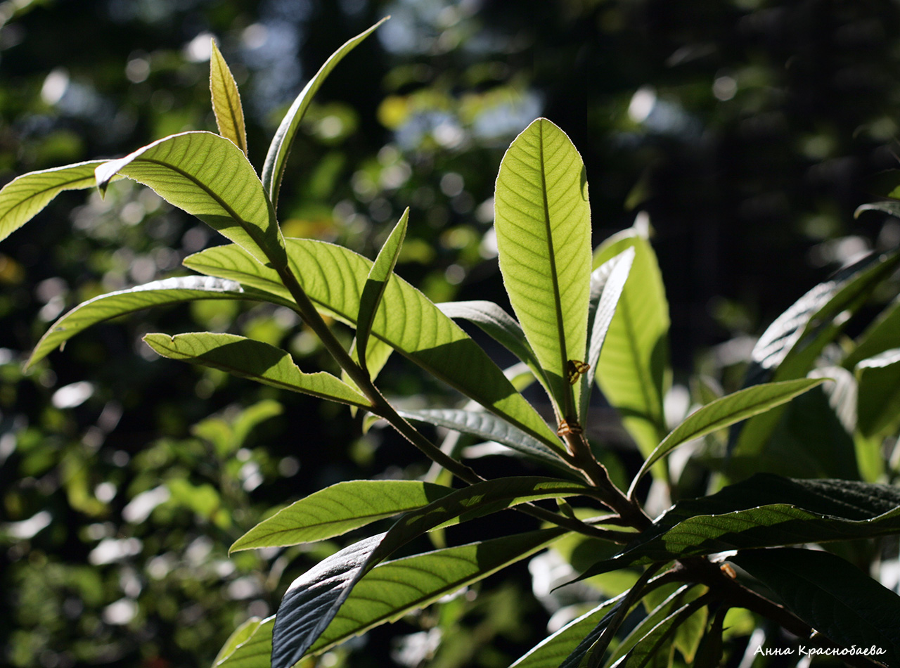 Изображение особи Eriobotrya japonica.