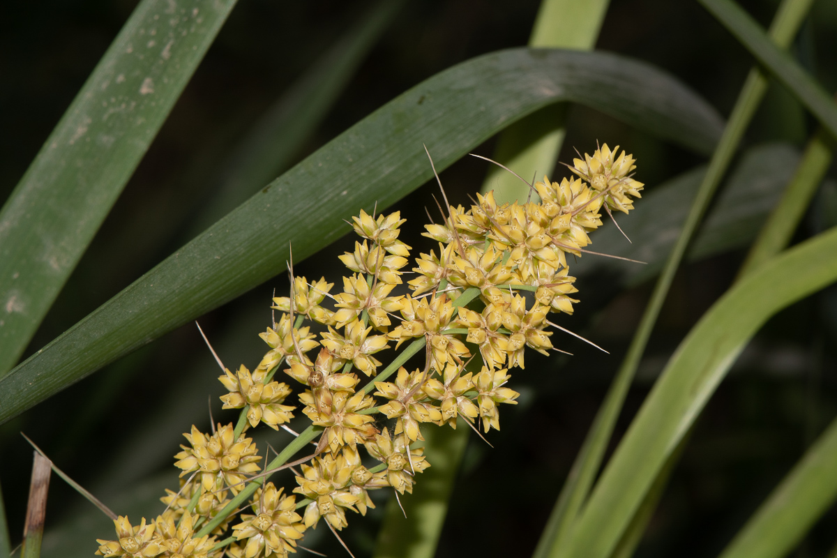 Image of Lomandra longifolia specimen.