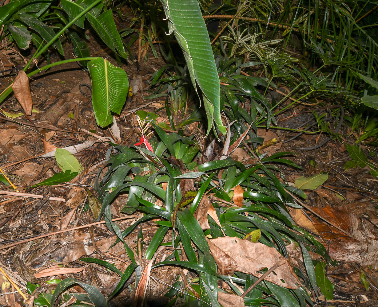 Image of Billbergia lietzei specimen.