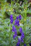 Aconitum × stoerkianum. Часть побега с соцветием. Кировская обл., г. Киров, Ботанический сад Вятского государственного университета, в культуре. 07.07.2018.