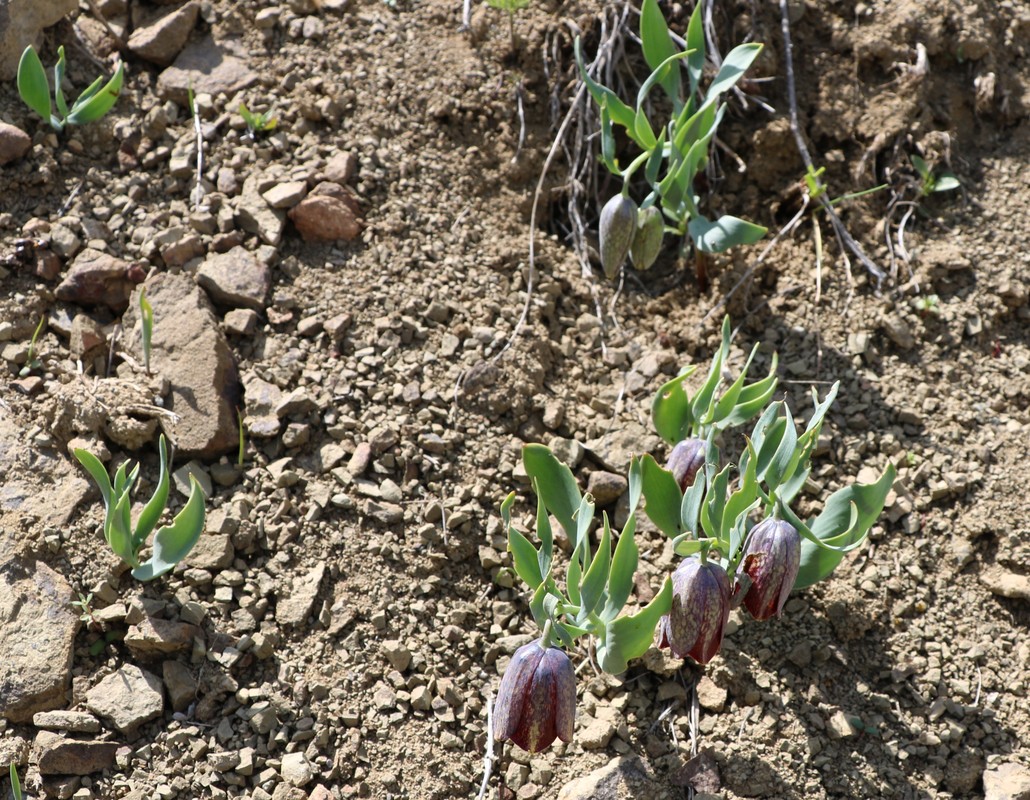 Image of Fritillaria kurdica specimen.