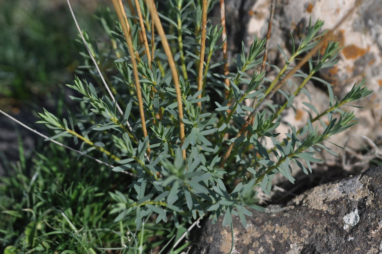 Image of genus Euphorbia specimen.