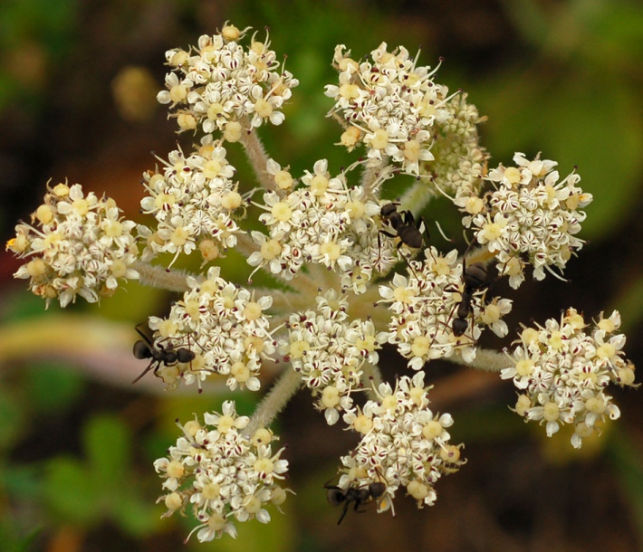 Image of Glehnia litoralis specimen.