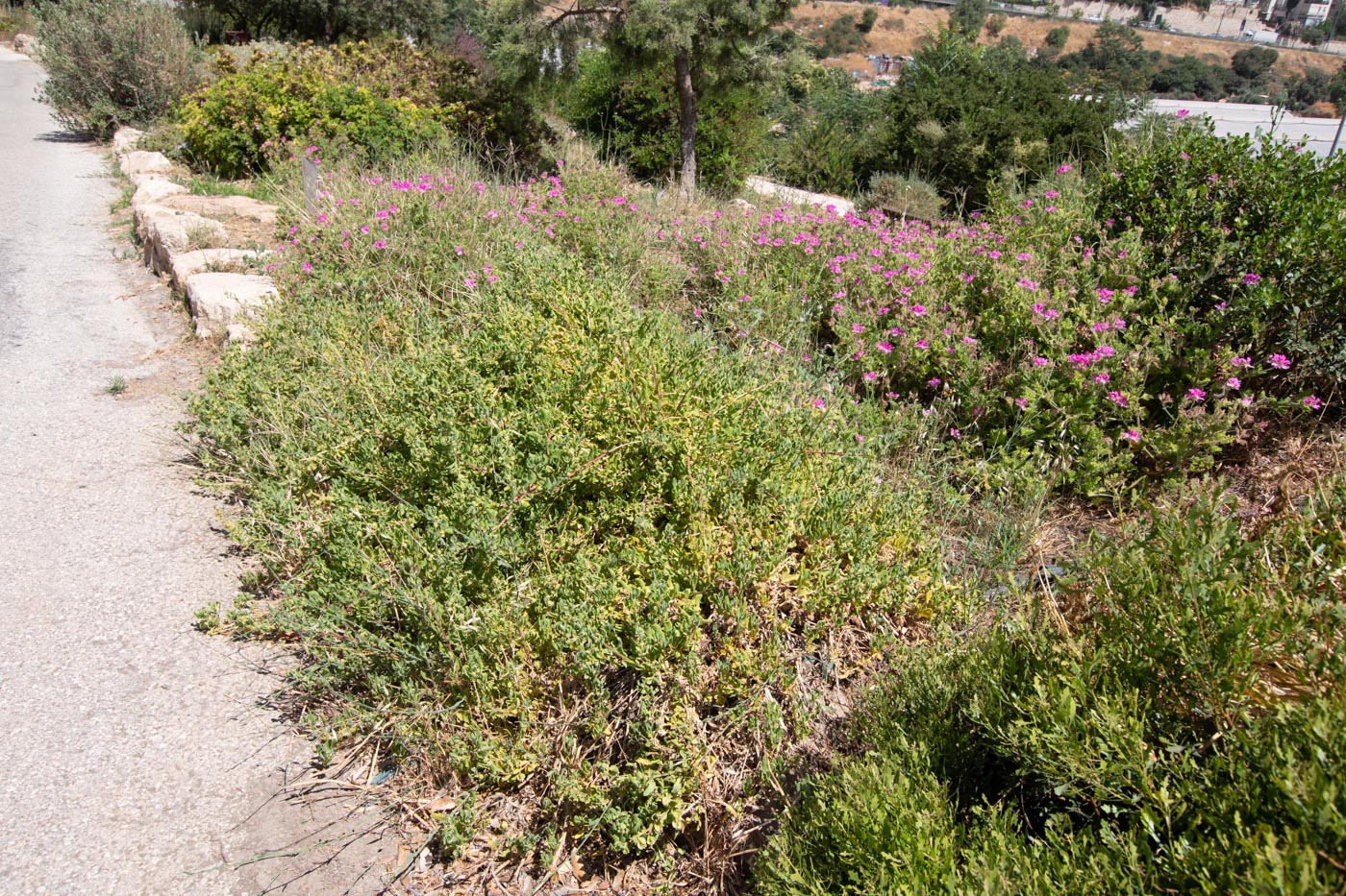 Image of Tetragonia decumbens specimen.