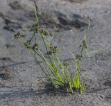 Cyperus fuscus. Цветущее растение. Краснодарский край, г. Апшеронск, пойма р. Пшеха, заиленный песчаный пляж. 10.08.2019.