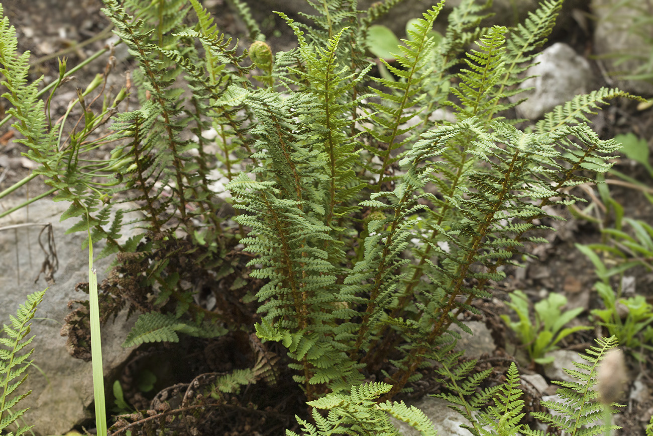 Изображение особи Dryopteris fragrans.