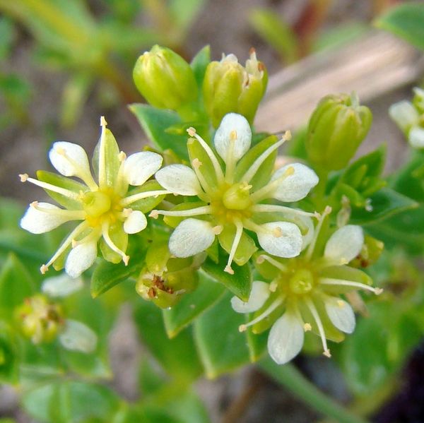 Image of Honckenya peploides ssp. diffusa specimen.