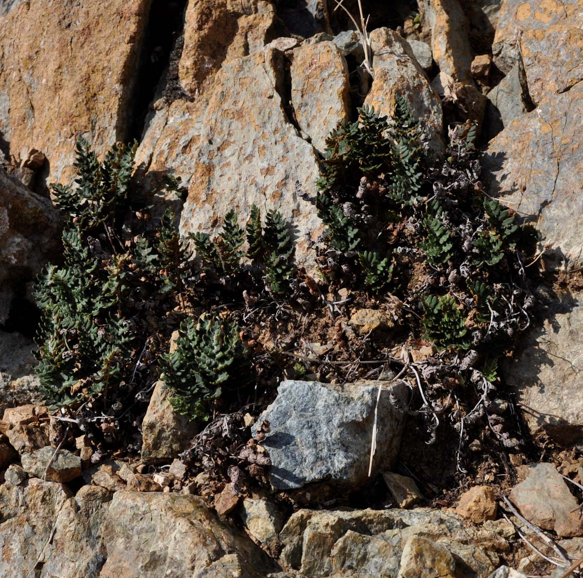 Изображение особи Paragymnopteris marantae.