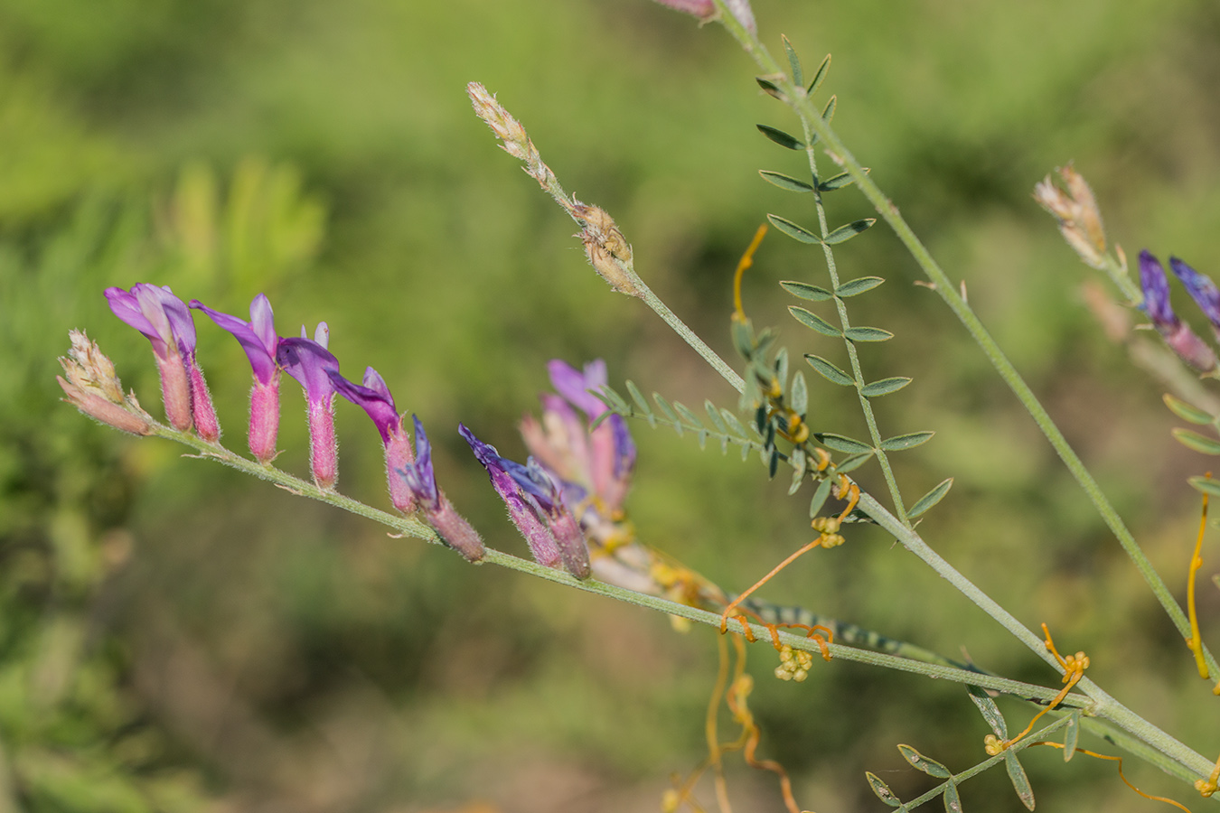 Изображение особи Astragalus varius.