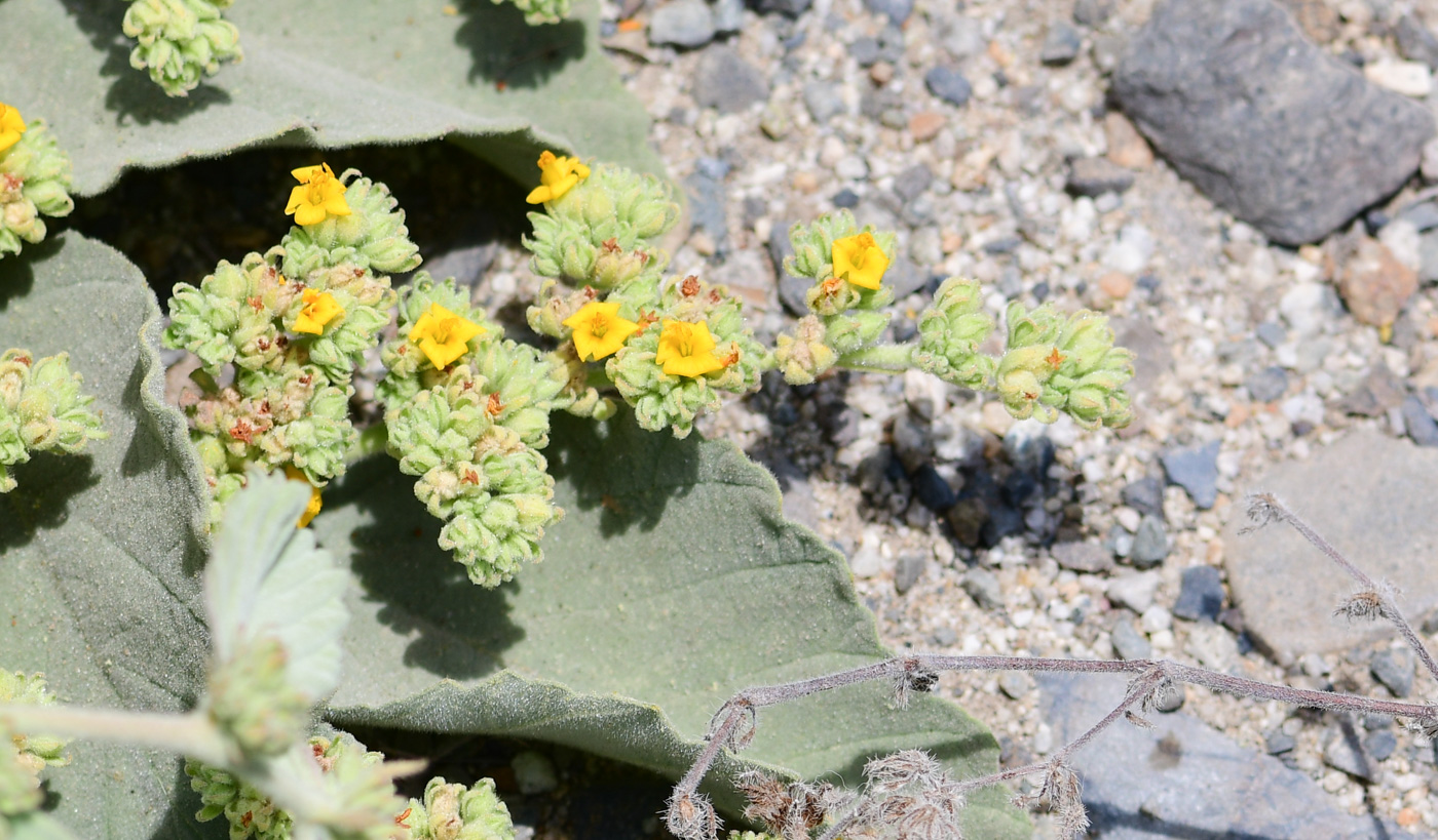 Image of Waltheria ovata specimen.