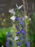 Echium vulgare