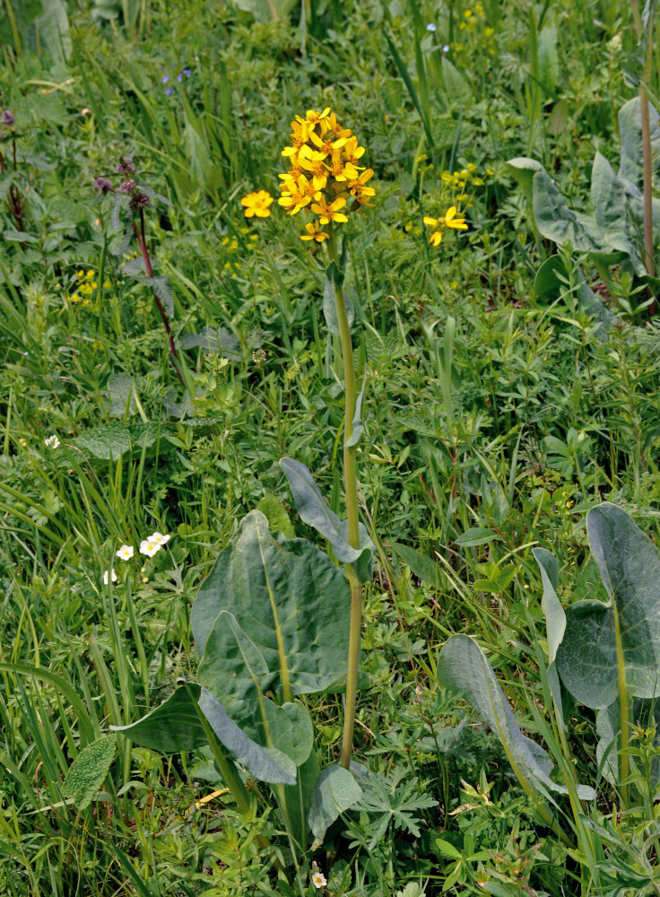 Изображение особи Ligularia altaica.