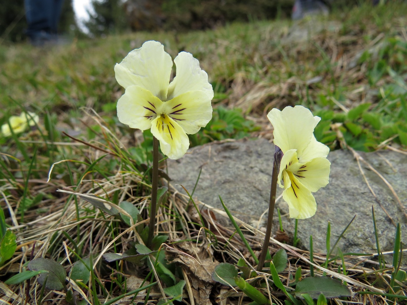 Изображение особи Viola altaica.