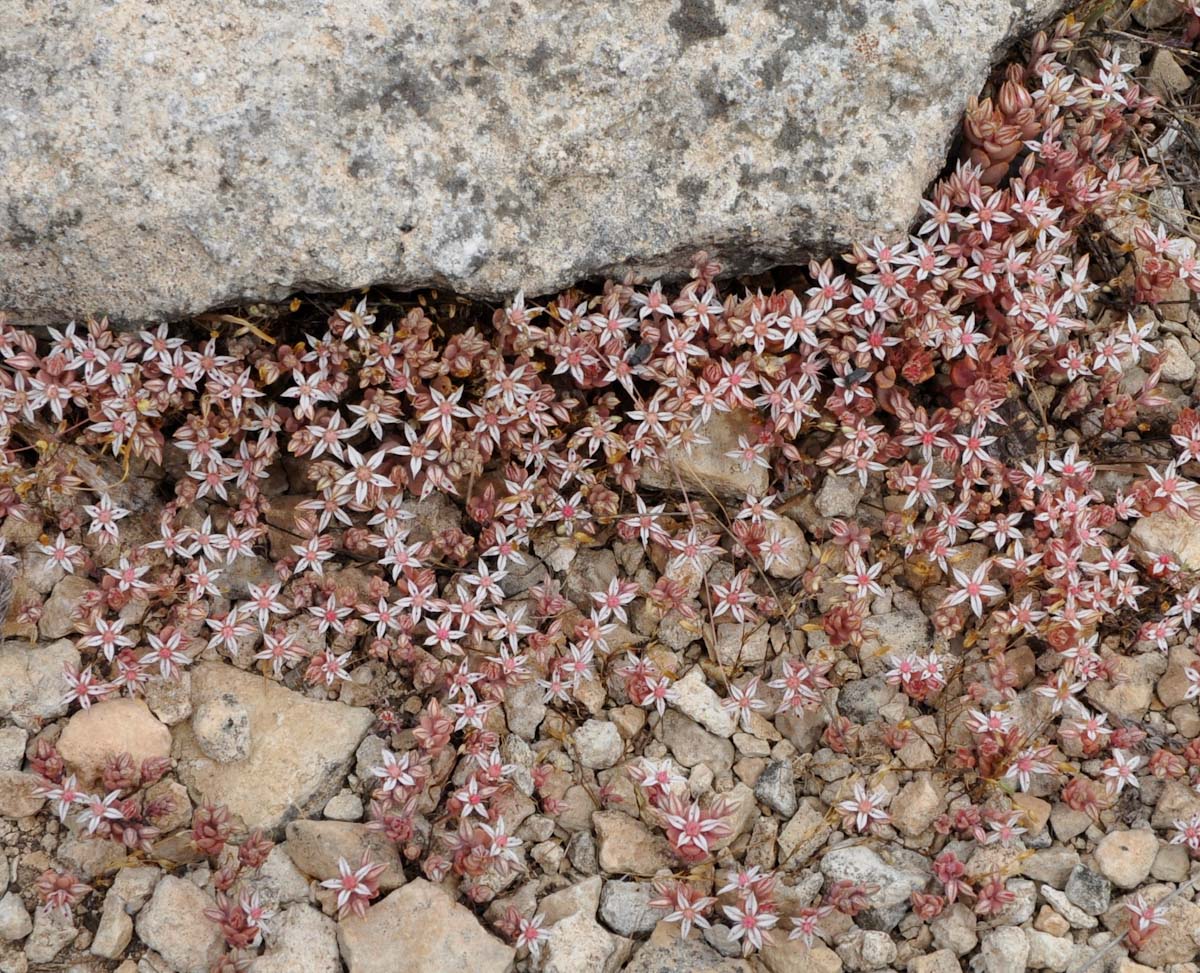 Image of Sedum eriocarpum ssp. porphyreum specimen.