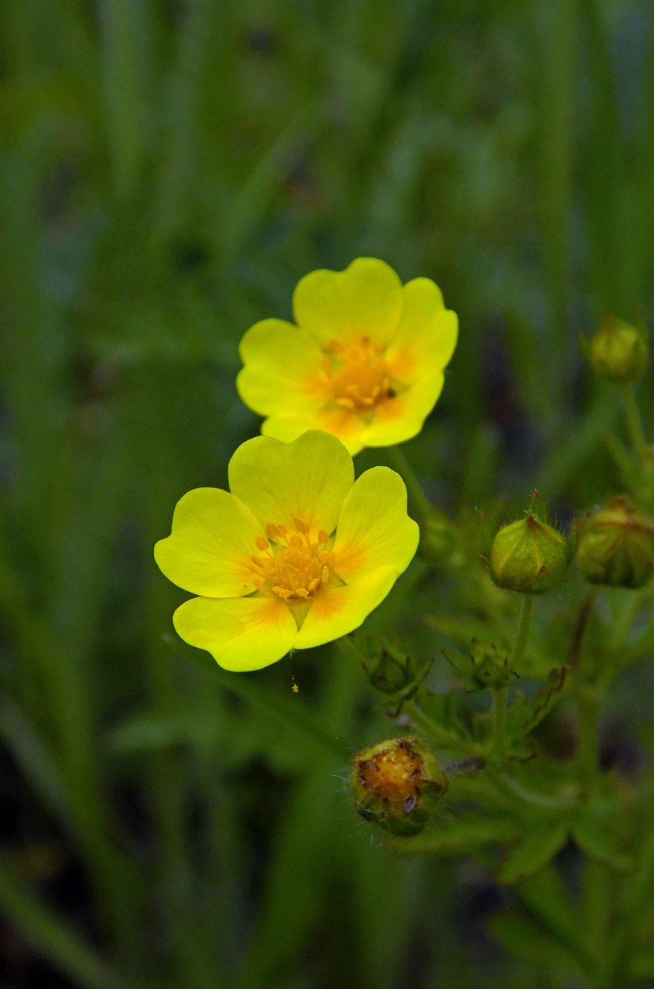 Image of Potentilla caucasica specimen.