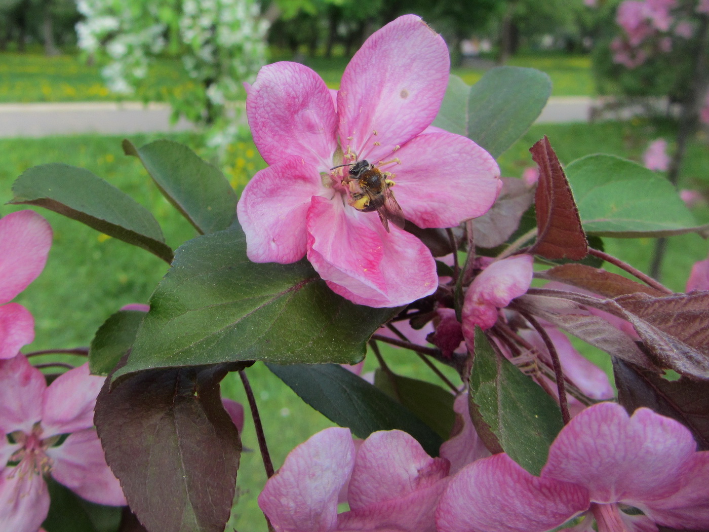 Image of Malus &times; purpurea specimen.