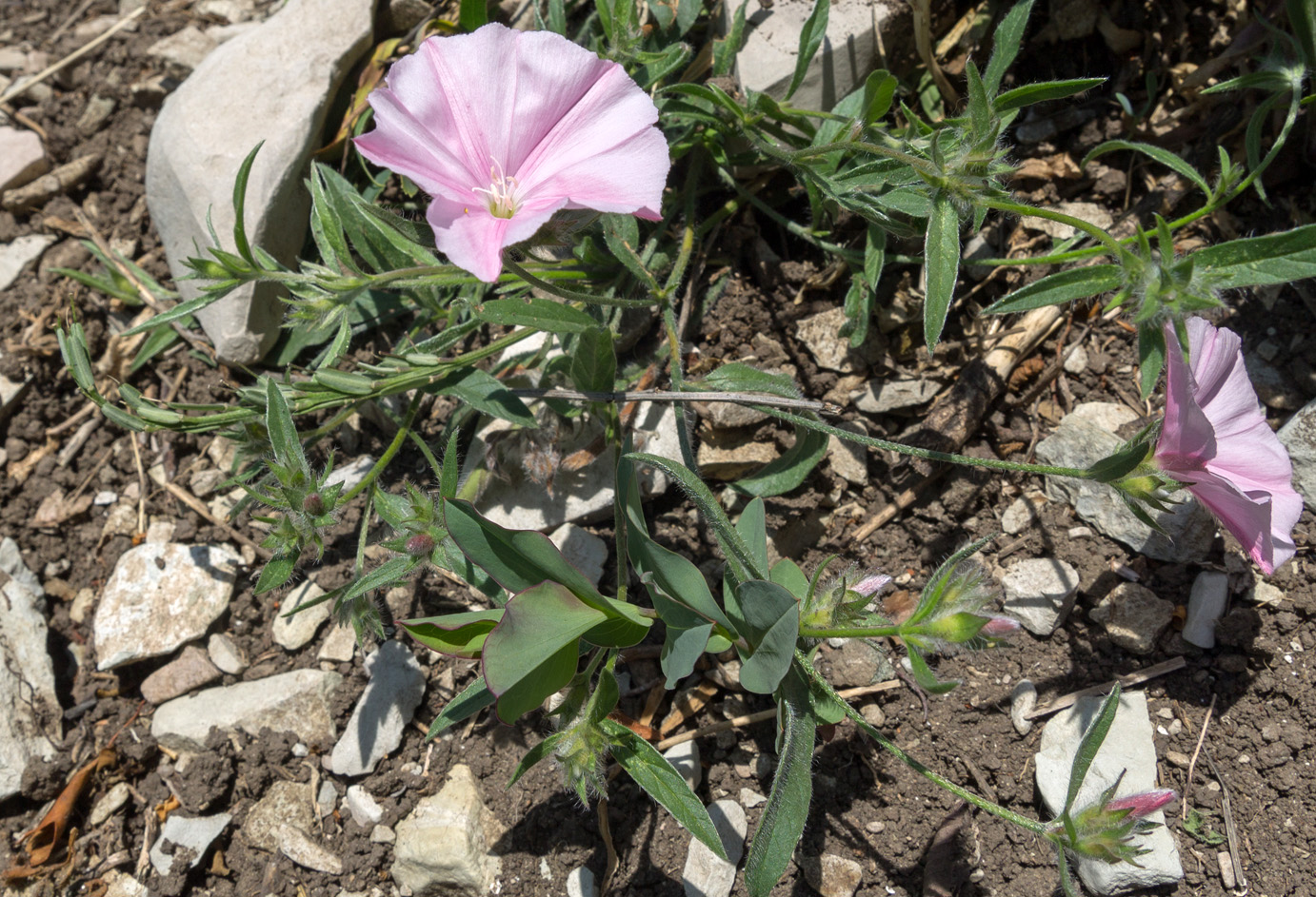 Image of Convolvulus cantabrica specimen.