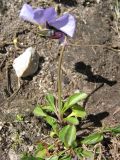 Viola grisebachiana