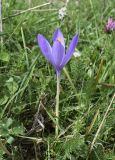 Crocus nudiflorus. Цветущее растение. Франция, регион Окситания, департамент Восточные Пиренеи, округ Сере, коммуна Пратс-де-Мольо-ла-Преста, окр. перевала Коль-де-Арес (1513 м н.у.м), разнотравье среди обломков камней на пологом участке склона северной экспозиции. 24.09.2020.