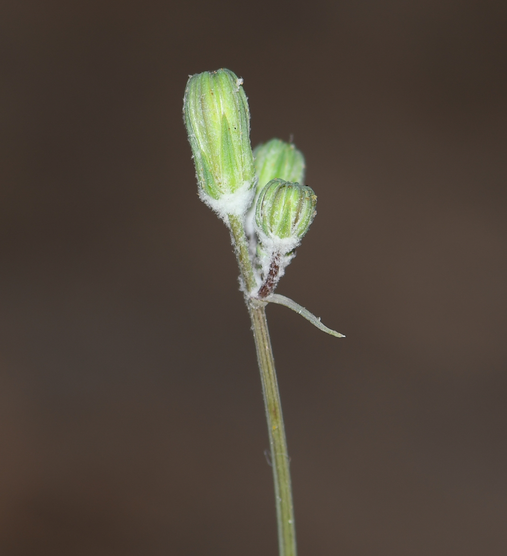 Изображение особи Sonchus tenerrimus.